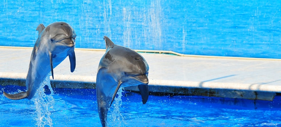 Lo que deberia saber sobre los delfinaros